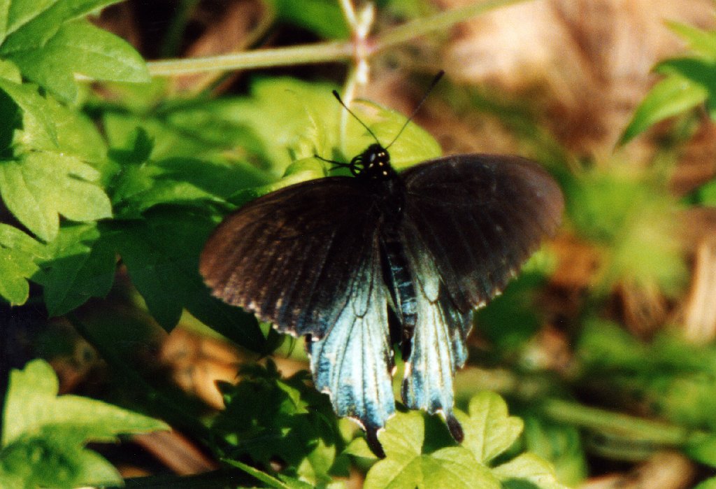 142 Swallowtail, Pipeline, TX, 2-2003, B08P97I01.jpg - Pipevine Swallowtail (Battus philenor). Blue Swallowtail. Butterfly. Texas, 2-2003